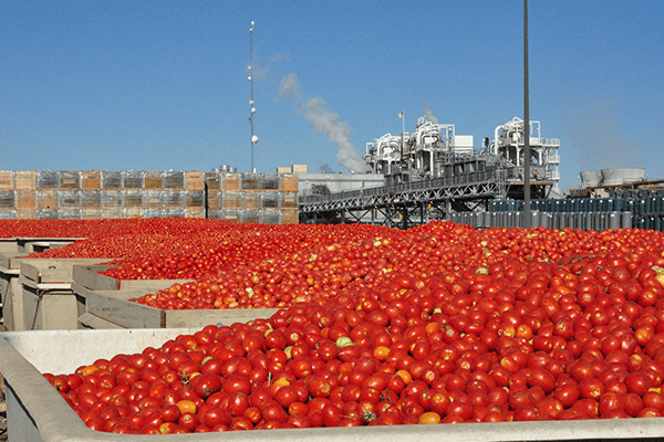 Freshly harvested tomatoes at the Ingomar plant