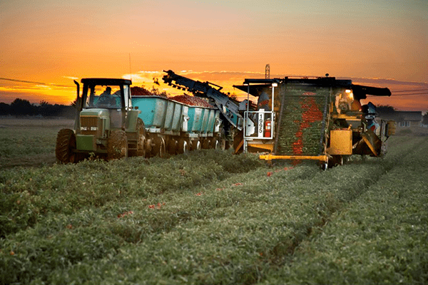 Ingomar harvester working the tomato fields at sunrise