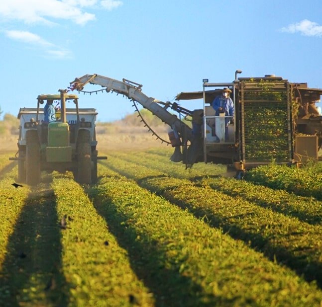 Grower-partners harvesting tomatoes in the Los Banos fields