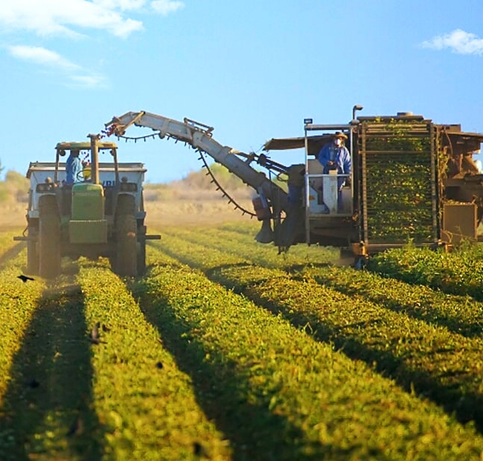 Grower-partners harvesting tomatoes in the Los Baños fields