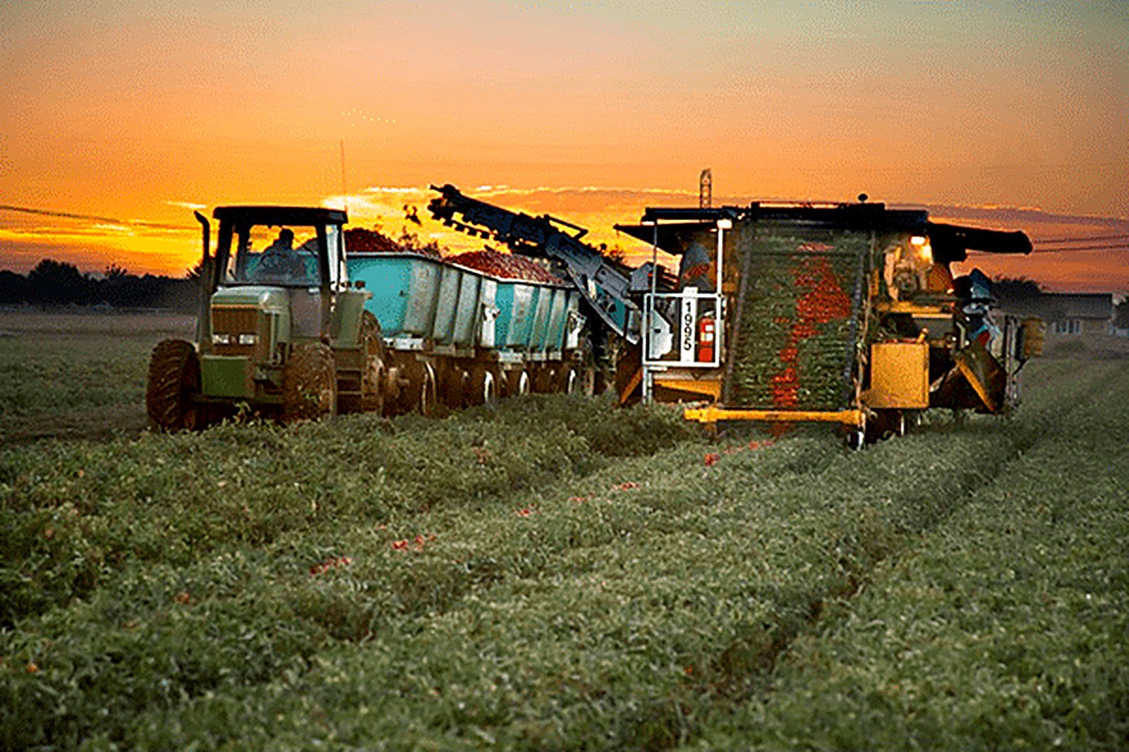 Ingomar harvester working the tomato fields at sunrise