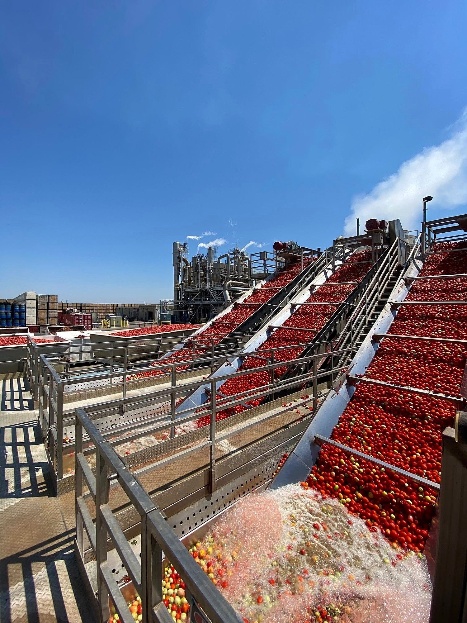 Freshly harvested tomatoes at the Ingomar plant